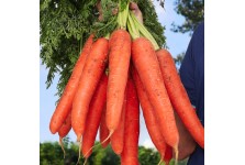 胡蘿卜種子種籽紅水果蘿卜四季籽種蔬菜孑紫菜籽子紫色黃胡羅卜種